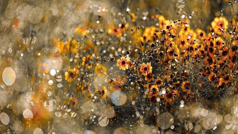 Hình ảnh đẹp về hoa Cúc Mắt Rắn 4