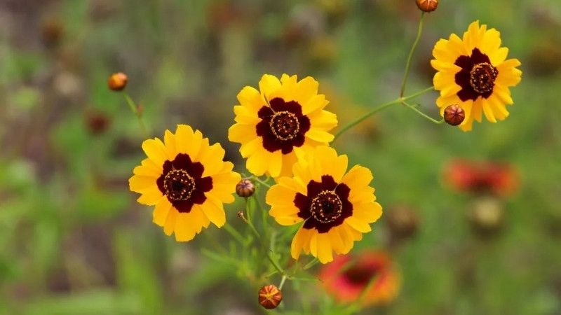 Hình ảnh đẹp về hoa Cúc Mắt Rắn 7