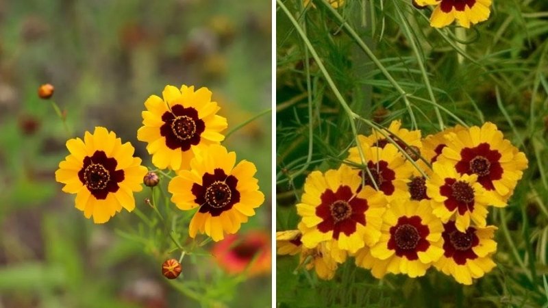 Cách trồng và chăm sóc hoa Cúc Mắt Rắn