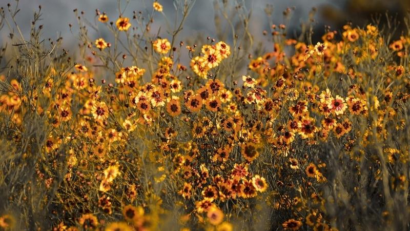 Hình ảnh đẹp về hoa Cúc Mắt Rắn 1