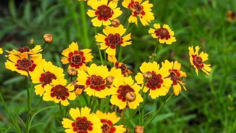 Hình ảnh đẹp về hoa Cúc Mắt Rắn 5