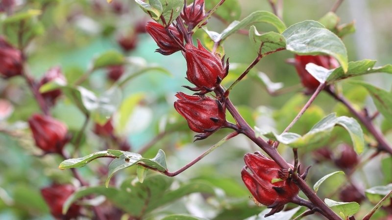 Hình ảnh hoa Bụp Tra 7 Hình ảnh hoa Bụp Tra 7