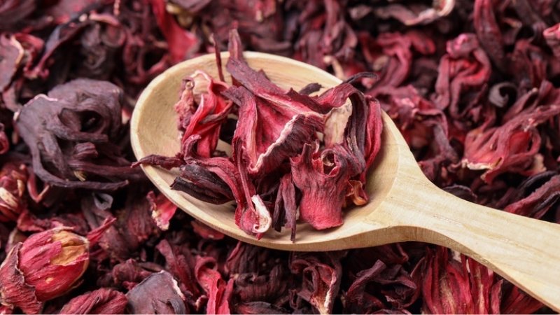 Hình ảnh hoa Bụp Tra 8 Hình ảnh hoa Bụp Tra 8