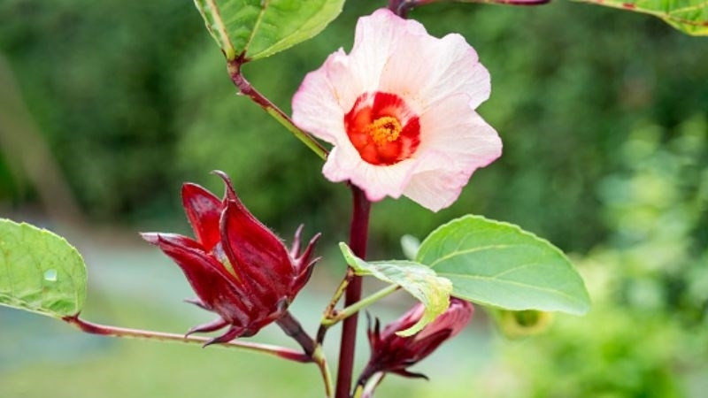 Cây Bụp Tra có hoa màu vàng hoặc hồng nhạt Cây Bụp Tra có hoa màu vàng hoặc hồng nhạt