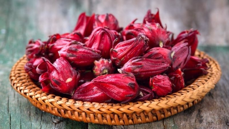 Hình ảnh hoa Bụp Tra 5 Hình ảnh hoa Bụp Tra 5