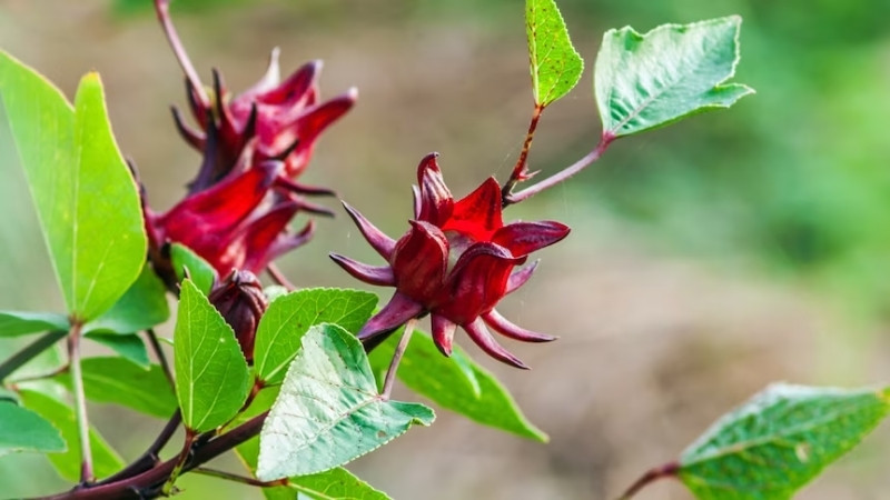 Hình ảnh hoa Bụp Tra 3 Hình ảnh hoa Bụp Tra 3