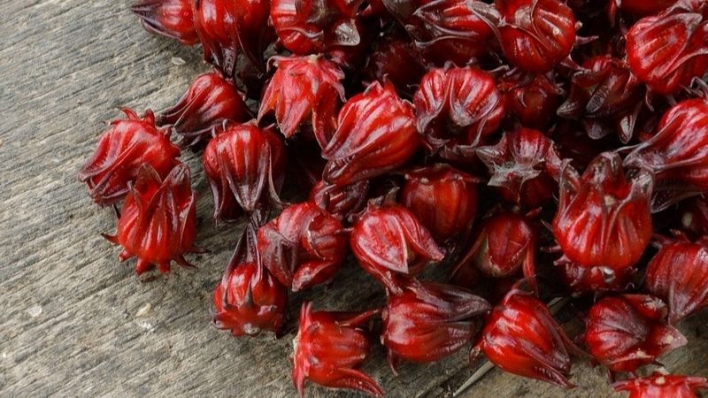 Hoa Bụp Tra được ví như thần dược đỏ Hoa Bụp Tra được ví như thần dược đỏ