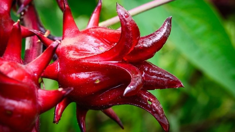 Hình ảnh hoa Bụp Tra 6 Hình ảnh hoa Bụp Tra 6