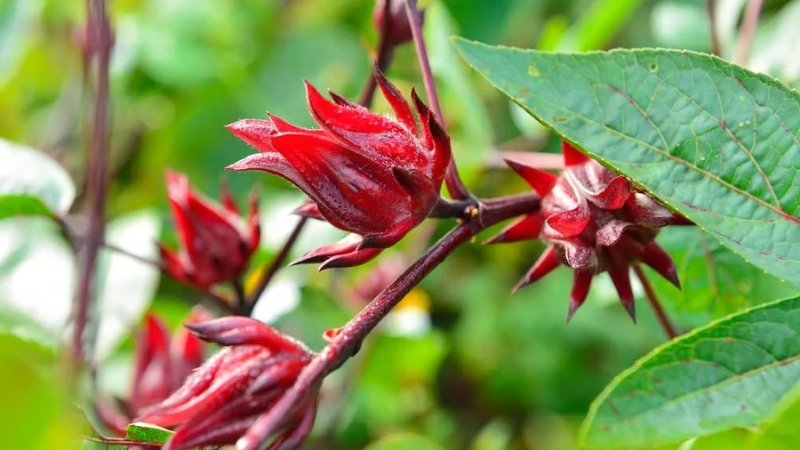 Hình ảnh hoa Bụp Tra 2 Hình ảnh hoa Bụp Tra 2