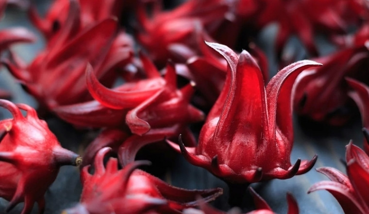 Hoa Bụp Tra (Atiso đỏ, Bụp Giấm): Công dụng và cách làm trà, siro giải nhiệt