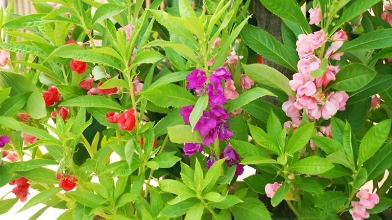 Balsam hồng tươi tắn, khoe sắc đầy duyên dáng. Balsam hồng tươi tắn, khoe sắc đầy duyên dáng.