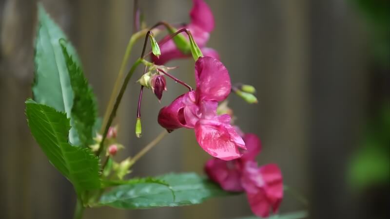 Ý nghĩa phong thuỷ của hoa Balsam Ý nghĩa phong thuỷ của hoa Balsam