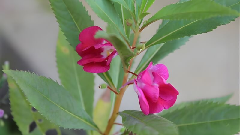 Cánh balsam mỏng nhẹ, bung nở đầy sức sống. Cánh balsam mỏng nhẹ, bung nở đầy sức sống.