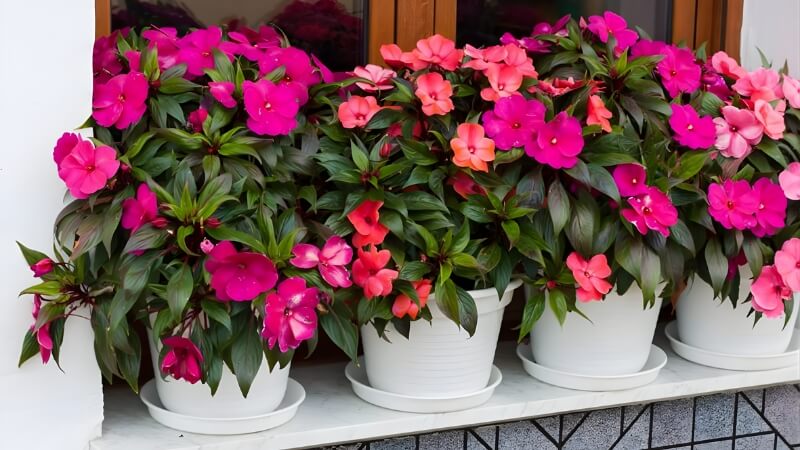 Nụ balsam căng mọng, chuẩn bị đón ngày mới. Nụ balsam căng mọng, chuẩn bị đón ngày mới.