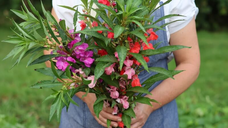 Tác dụng của hoa Balsam Tác dụng của hoa Balsam