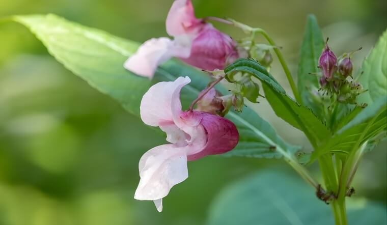 Hoa Balsam (Hoa Móng Tay): Ý nghĩa, cách trồng loài hoa của ký ức