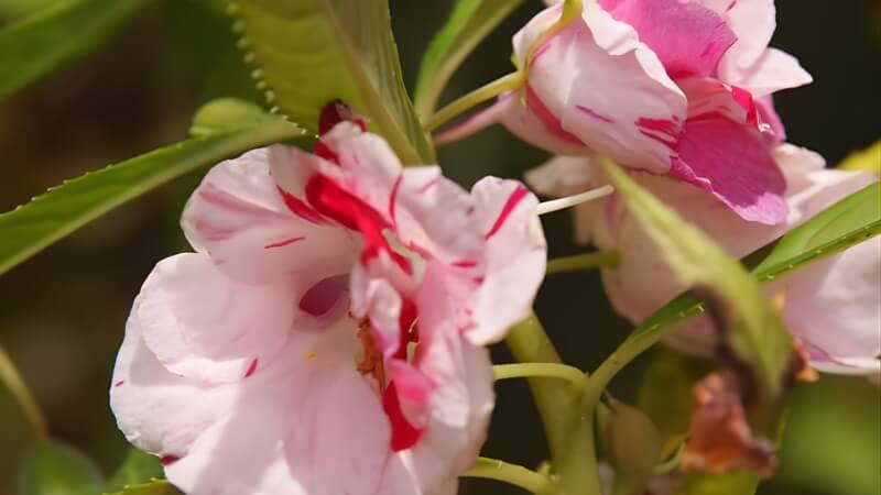 Những bông balsam nở đều, tạo thảm hoa rực rỡ. Những bông balsam nở đều, tạo thảm hoa rực rỡ.