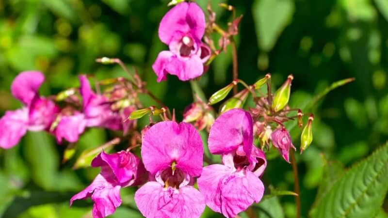 Balsam nở rộ mùa hè, mang lại cảm giác tươi vui. Balsam nở rộ mùa hè, mang lại cảm giác tươi vui.