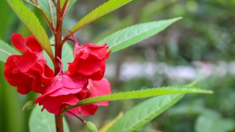 Cách chăm sóc hoa Balsam Cách chăm sóc hoa Balsam