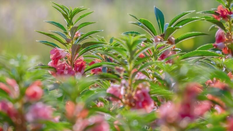 Hoa balsam trắng tinh khôi, vẻ đẹp nhẹ nhàng. Hoa balsam trắng tinh khôi, vẻ đẹp nhẹ nhàng.