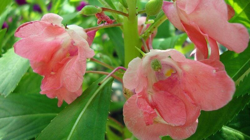 Chùm balsam đỏ nổi bật giữa vườn xanh mát. Chùm balsam đỏ nổi bật giữa vườn xanh mát.