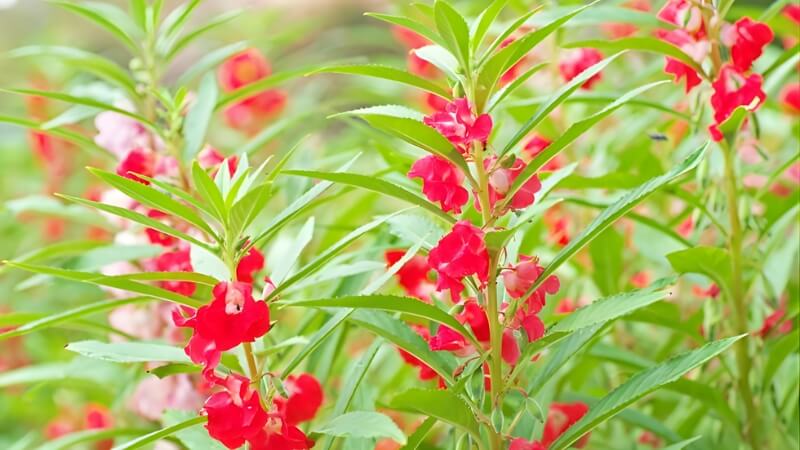 Balsam tím thanh thoát, mềm mại trong gió. Balsam tím thanh thoát, mềm mại trong gió.