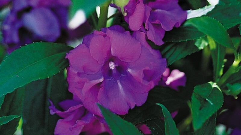 Hoa Balsam rực rỡ trong nắng sớm, sắc màu nổi bật. Hoa Balsam rực rỡ trong nắng sớm, sắc màu nổi bật.