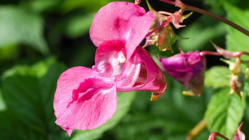 Các câu hỏi thường gặp về hoa Balsam Các câu hỏi thường gặp về hoa Balsam