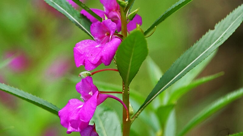 Cụm balsam nhiều màu sắc, tô điểm góc vườn. Cụm balsam nhiều màu sắc, tô điểm góc vườn.