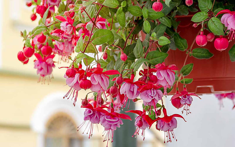 Lưu ý khi trồng và chăm sóc hoa Tiêu Nương Lưu ý khi trồng và chăm sóc hoa Tiêu Nương