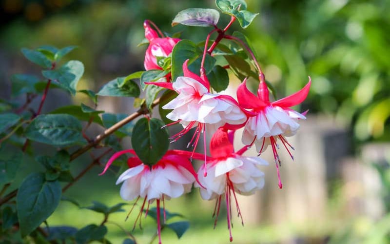 Hoa Tiêu Nương mang vẻ đẹp hút mắt, lộng lẫy Hoa Tiêu Nương mang vẻ đẹp hút mắt, lộng lẫy