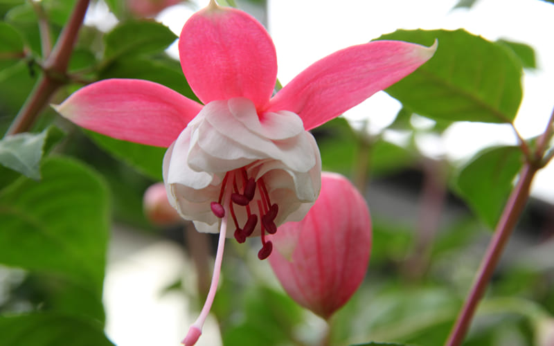 Chiếc hoa lồng đèn màu hồng dịu mắt Chiếc hoa lồng đèn màu hồng dịu mắt