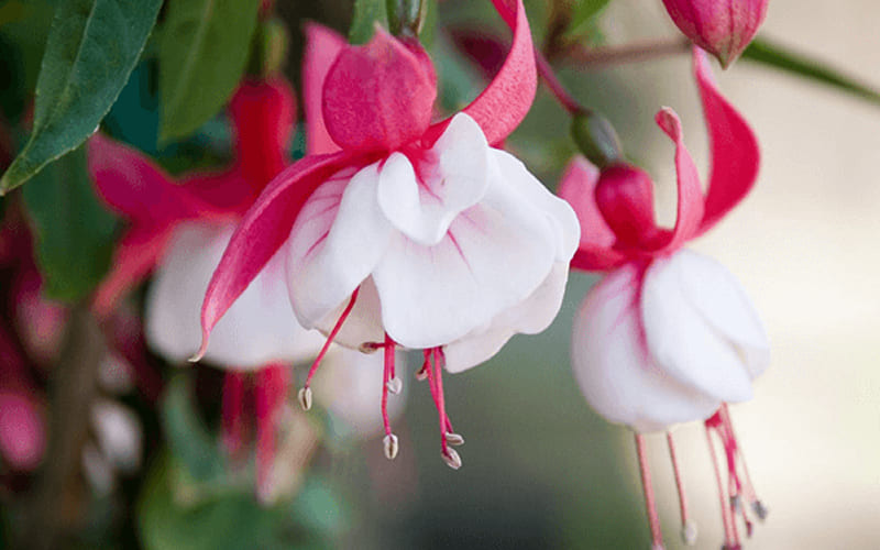 Cận cảnh Hoa Tiêu Nương nở rộ Cận cảnh Hoa Tiêu Nương nở rộ