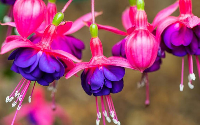 Đặc điểm, phân loại hoa Tiêu Nương Đặc điểm, phân loại hoa Tiêu Nương