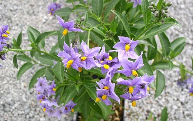 Ý nghĩa phong thuỷ của hoa Tiêu Nương Ý nghĩa phong thuỷ của hoa Tiêu Nương