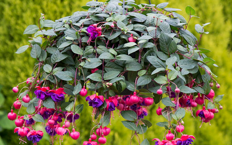 Cách trồng hoa Tiêu Nương tại nhà Cách trồng hoa Tiêu Nương tại nhà