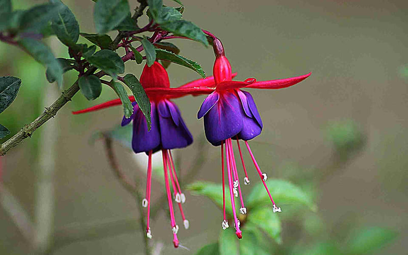 Hoa Tiêu Nương màu tím ma mị Hoa Tiêu Nương màu tím ma mị