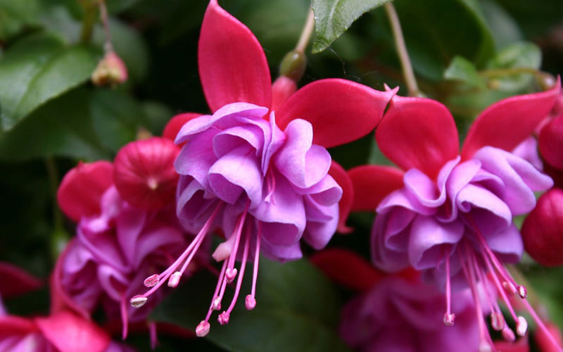 Nguồn gốc, ý nghĩa hoa Tiêu Nương Nguồn gốc, ý nghĩa hoa Tiêu Nương