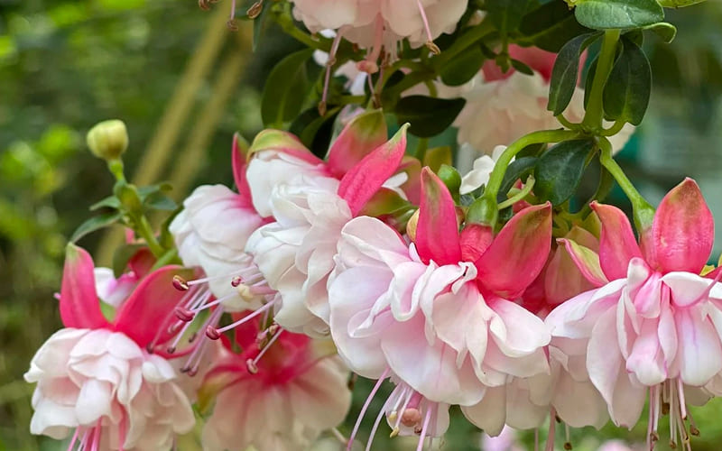 Hoa Tiêu Nương lộng lẫy Hoa Tiêu Nương lộng lẫy