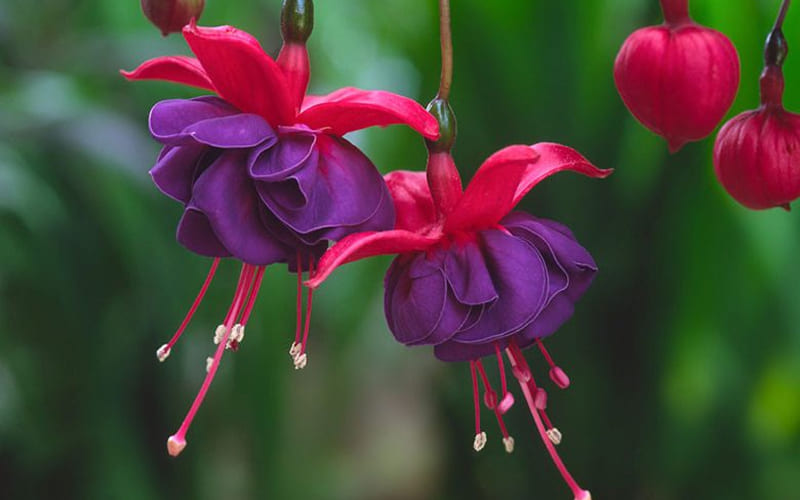 Tựa như những chiếc lồng đèn bắt mắt Tựa như những chiếc lồng đèn bắt mắt