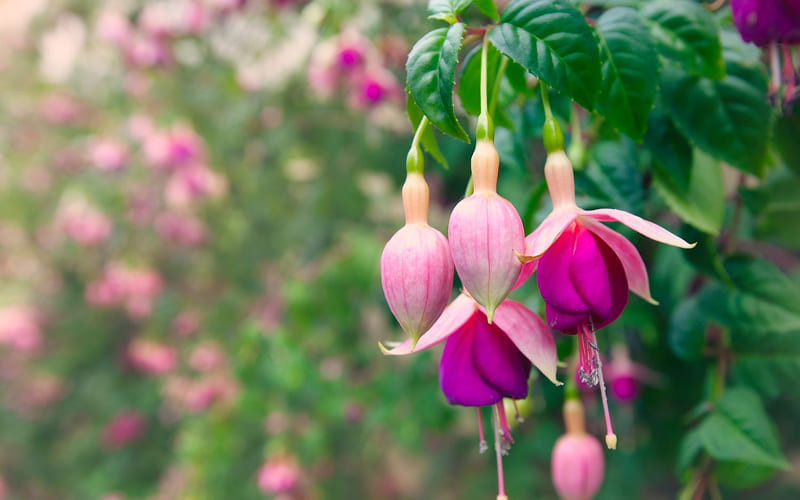 Hoa Tiêu Nương tựa những chiếc lồng đèn treo lơ lửng Hoa Tiêu Nương tựa những chiếc lồng đèn treo lơ lửng