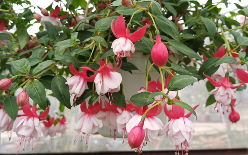 Hoa Tiêu Nương nở rộ đẹp mắt Hoa Tiêu Nương nở rộ đẹp mắt