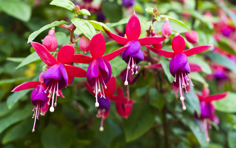 Hoa Tiêu Nương nổi bật trên cành Hoa Tiêu Nương nổi bật trên cành