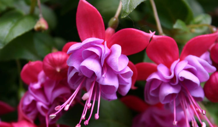 Hoa Tiêu Nương (Hoa Lồng Đèn): Ý nghĩa và cách chăm sóc 'nàng vũ công'