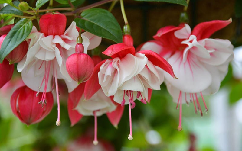 Hoa Tiêu Nương sắc đỏ đặc trưng Hoa Tiêu Nương sắc đỏ đặc trưng