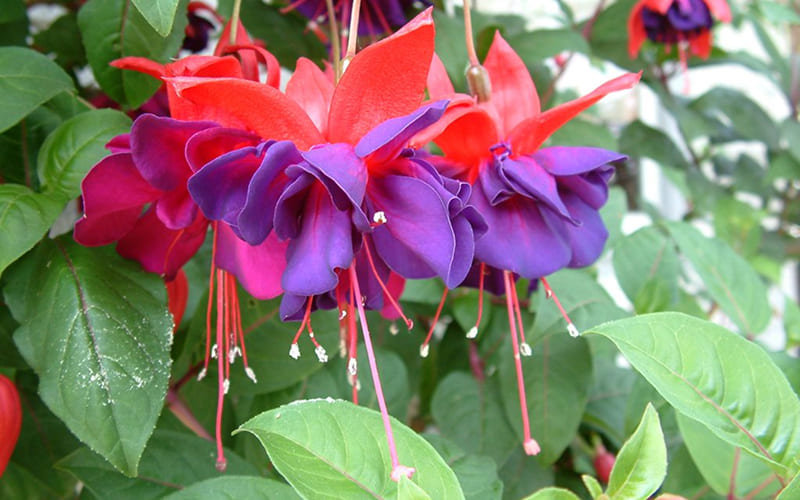 Hoa Tiêu Nương có độc không? Hoa Tiêu Nương có độc không?