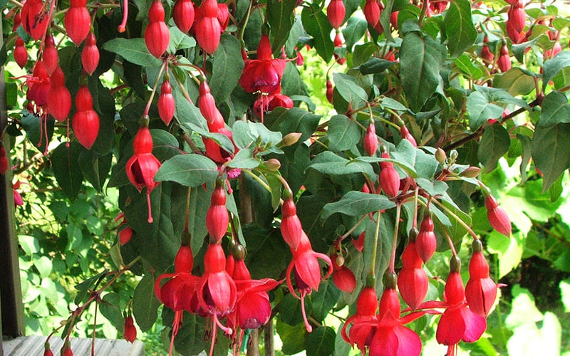 Tác dụng của hoa Tiêu Nương Tác dụng của hoa Tiêu Nương