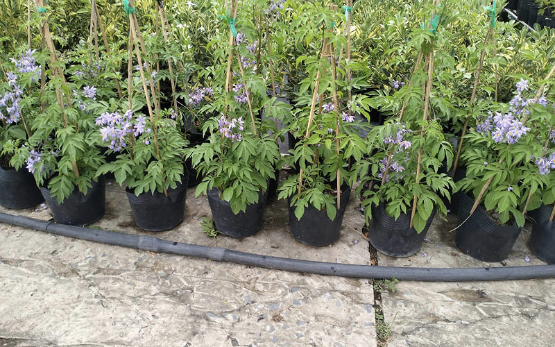 Cách chăm sóc hoa Tiêu Nương Cách chăm sóc hoa Tiêu Nương