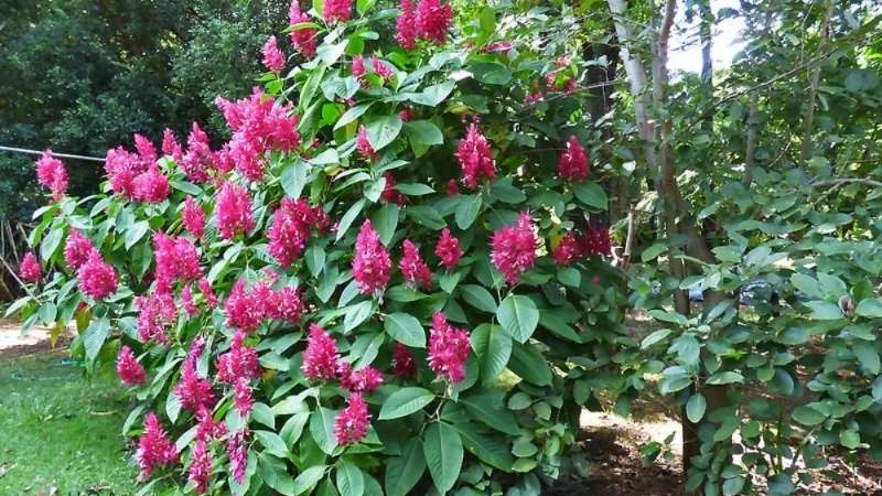 Hoa Hồng Long Ngọc có đặc điểm là cánh dày, xếp khít, dáng cúp đẹp và rất bền