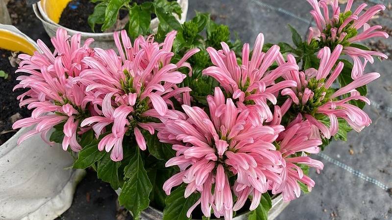 Hoa Hồng Long Ngọc có nguồn gốc từ Ecuador, Kenya